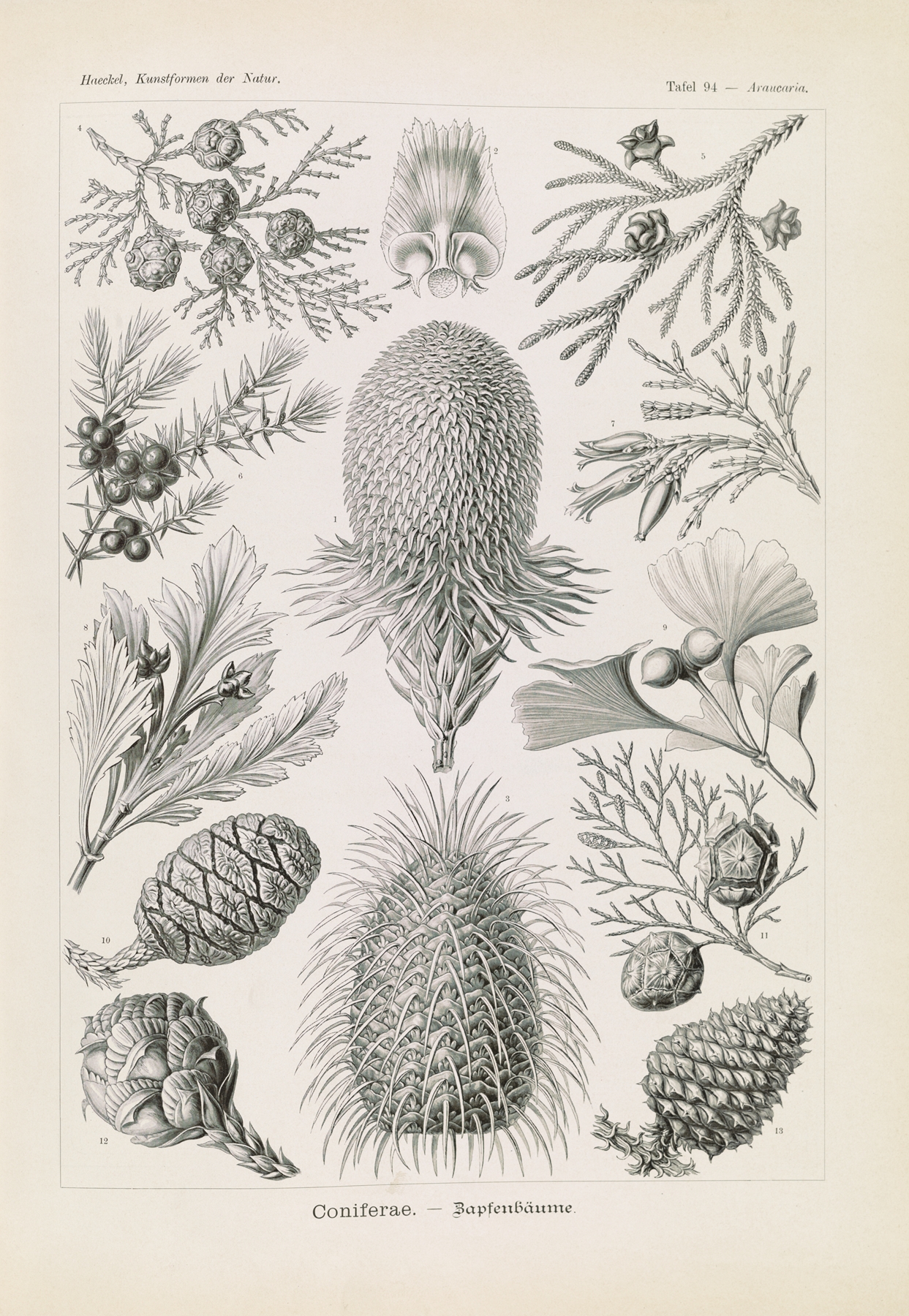 Coniferae. – Bapfenbäume by Ernst Haeckel
