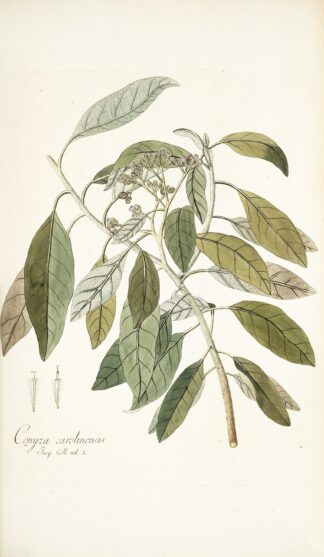 Conyza carolinensis by Nikolaus Joseph Freiherr von Jacquin