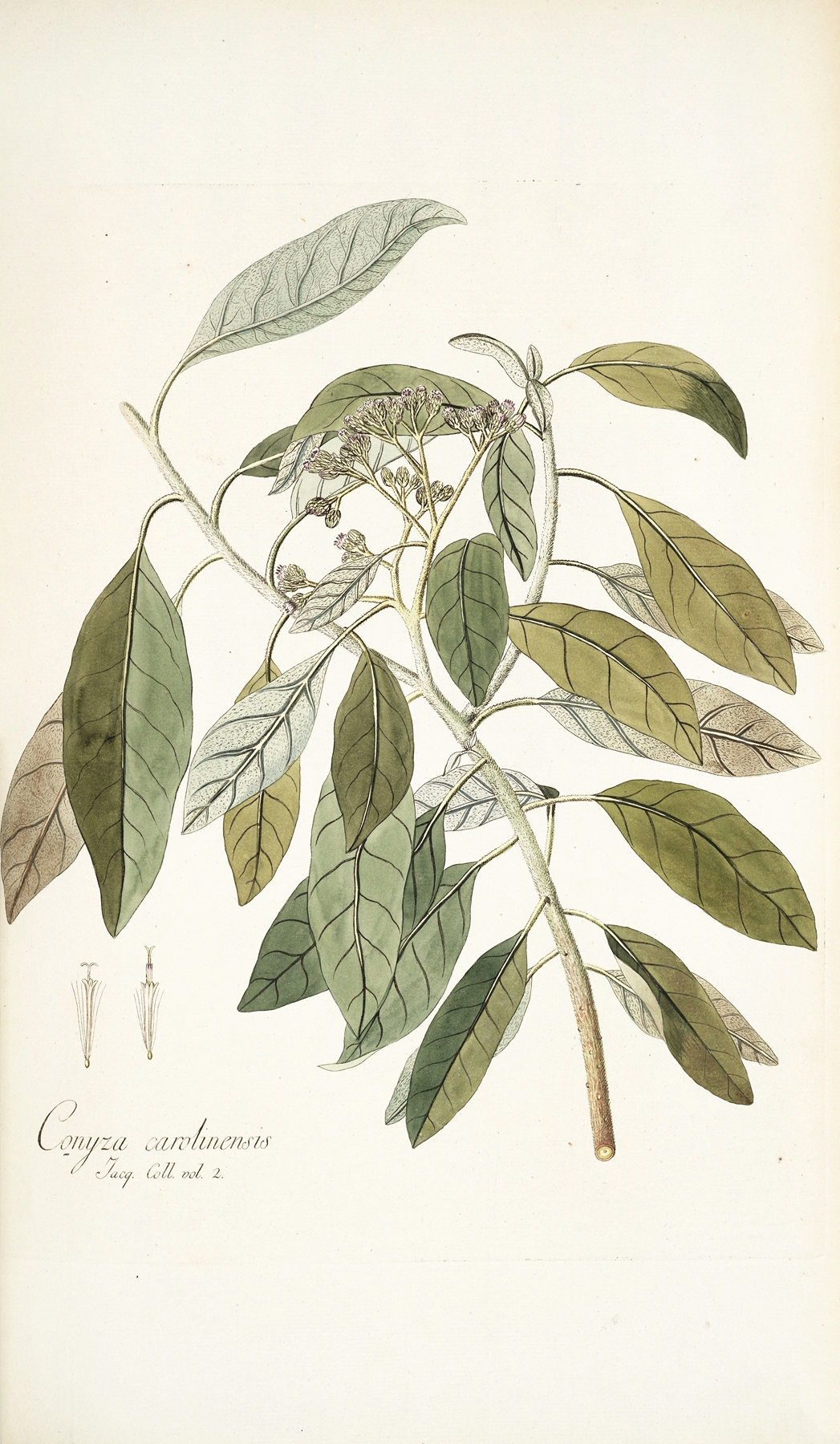 Conyza carolinensis by Nikolaus Joseph Freiherr von Jacquin
