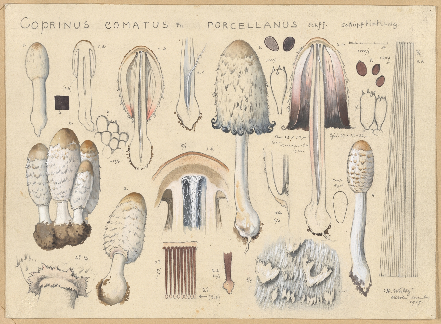 Coprinus comatus Fr., porcellanus Schff. by Hans Walty