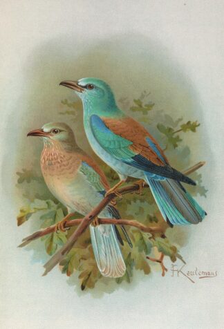 Coracias garrula by Johann Friedrich Naumann