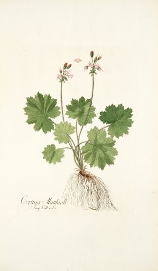 Cortusa matthioli by Nikolaus Joseph Freiherr von Jacquin