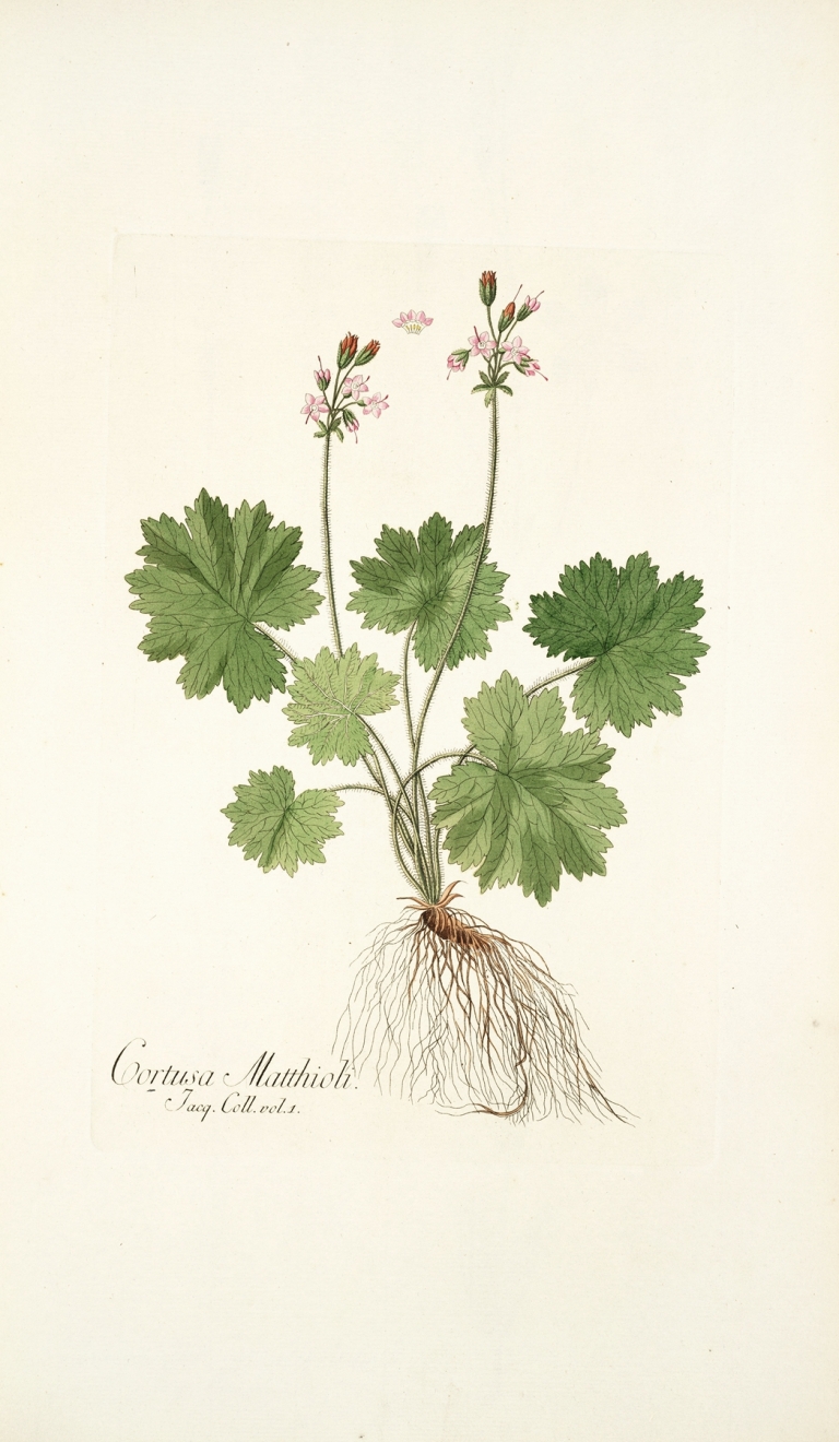 Cortusa matthioli by Nikolaus Joseph Freiherr von Jacquin