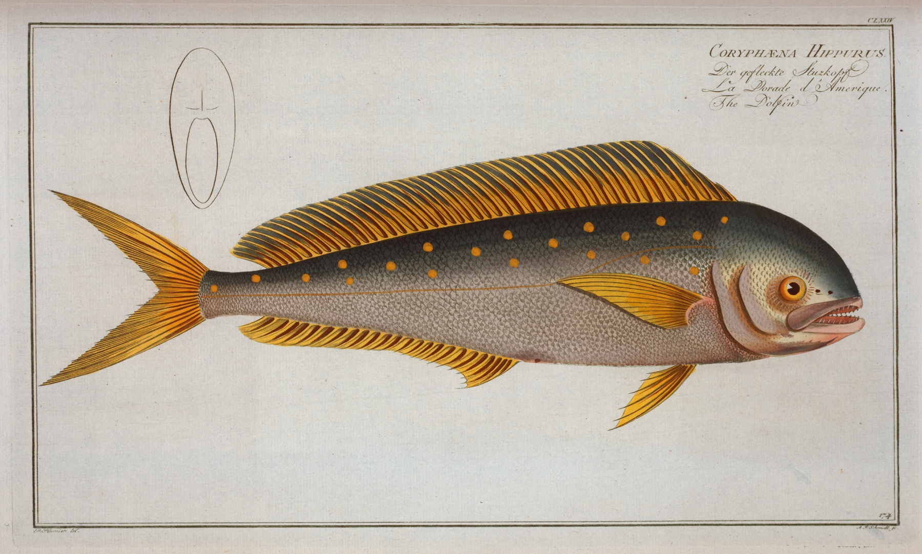 Coryphaena Hippurus, The Dolfin by Marcus Elieser Bloch
