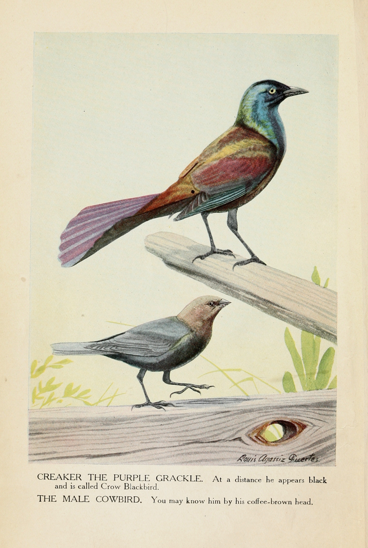 Creaker the Purple Grackle, and the Male Cowbird by Louis Agassiz Fuertes