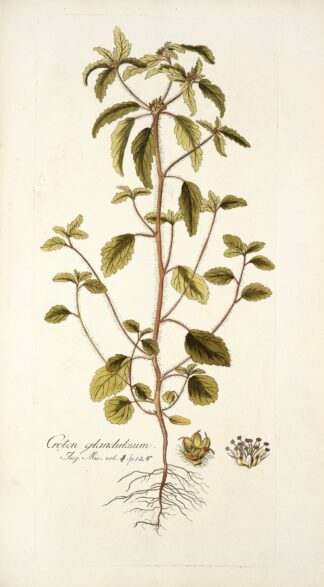Croton glandulosum by Nikolaus Joseph Freiherr von Jacquin