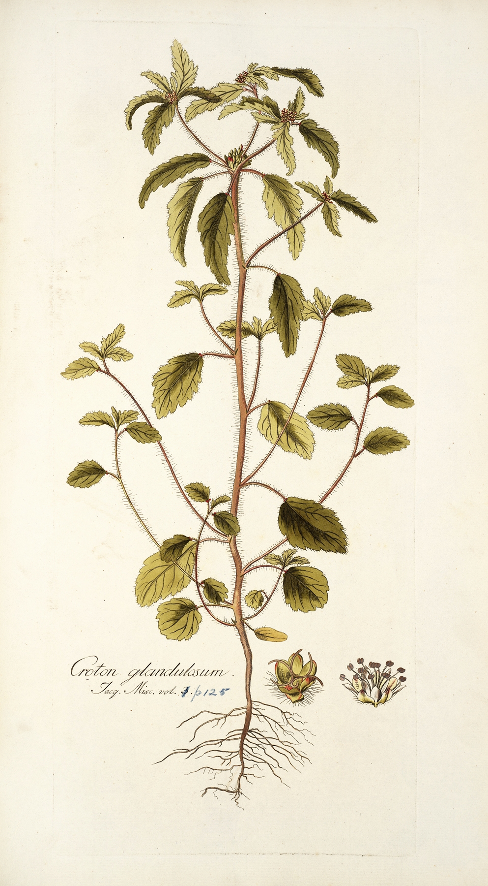 Croton glandulosum by Nikolaus Joseph Freiherr von Jacquin