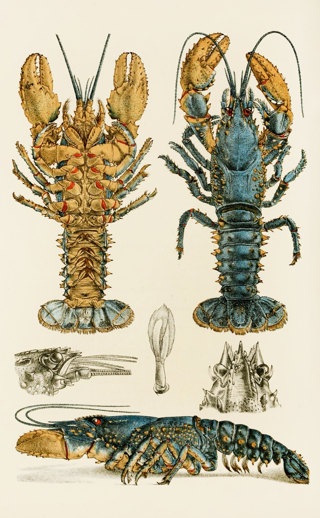 Crustacea II by Frederick McCoy