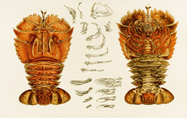 Crustacea V by Frederick McCoy