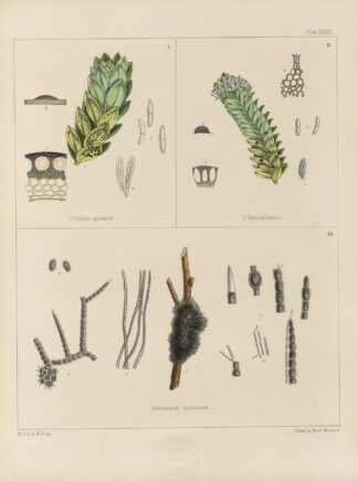 Cryptogamic botany of the Antarctic voyage of H.M. Discovery ships Erebus and Terror in the years 1839 Pl.11 by Walter Hood Fitch