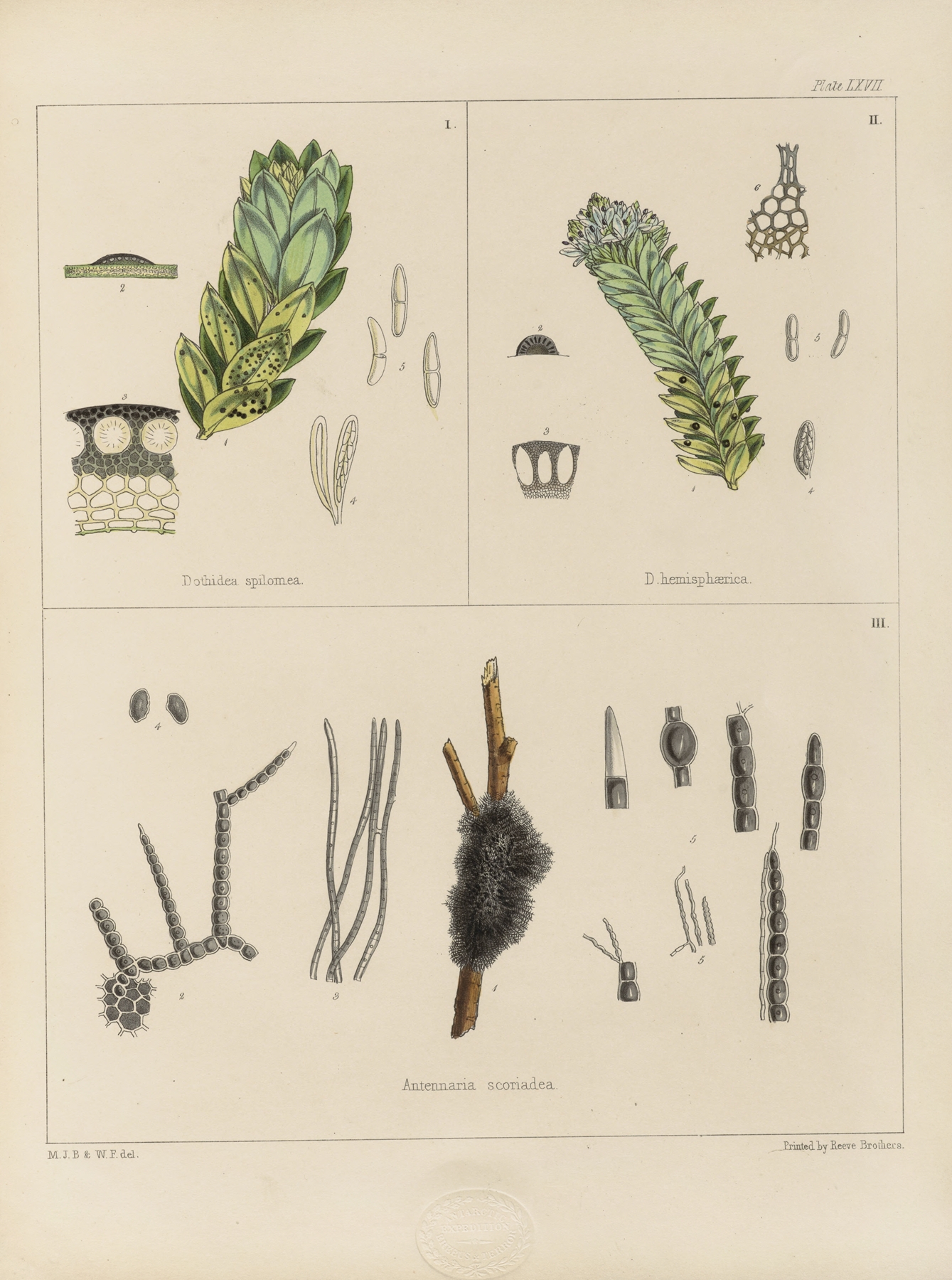 Cryptogamic botany of the Antarctic voyage of H.M. Discovery ships Erebus and Terror in the years 1839 Pl.11 by Walter Hood Fitch