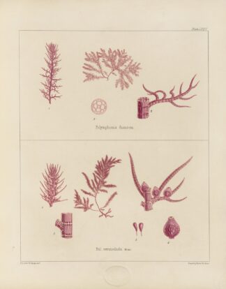 Cryptogamic botany of the Antarctic voyage of H.M. Discovery ships Erebus and Terror in the years 1839 Pl.19 by Walter Hood Fitch