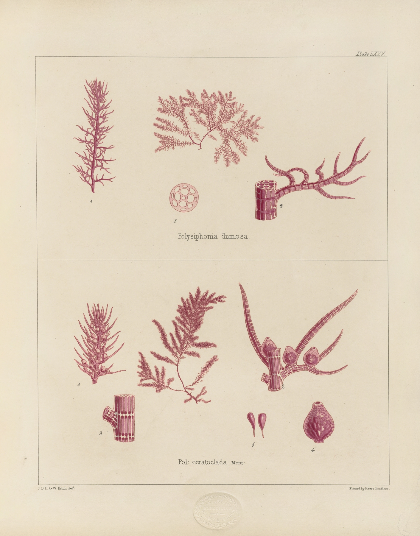 Cryptogamic botany of the Antarctic voyage of H.M. Discovery ships Erebus and Terror in the years 1839 Pl.19 by Walter Hood Fitch