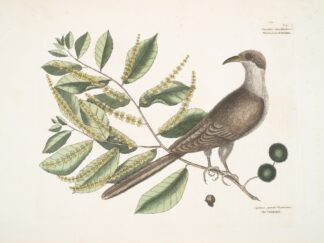 Cuculus Caroliniensis, The Cockow of Carolina; Castinea [Castanea] pumila Virginiana. by Mark Catesby