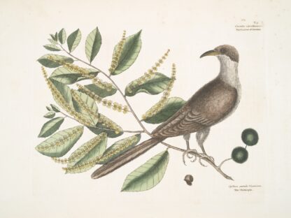 Cuculus Caroliniensis, The Cockow of Carolina; Castinea [Castanea] pumila Virginiana. by Mark Catesby