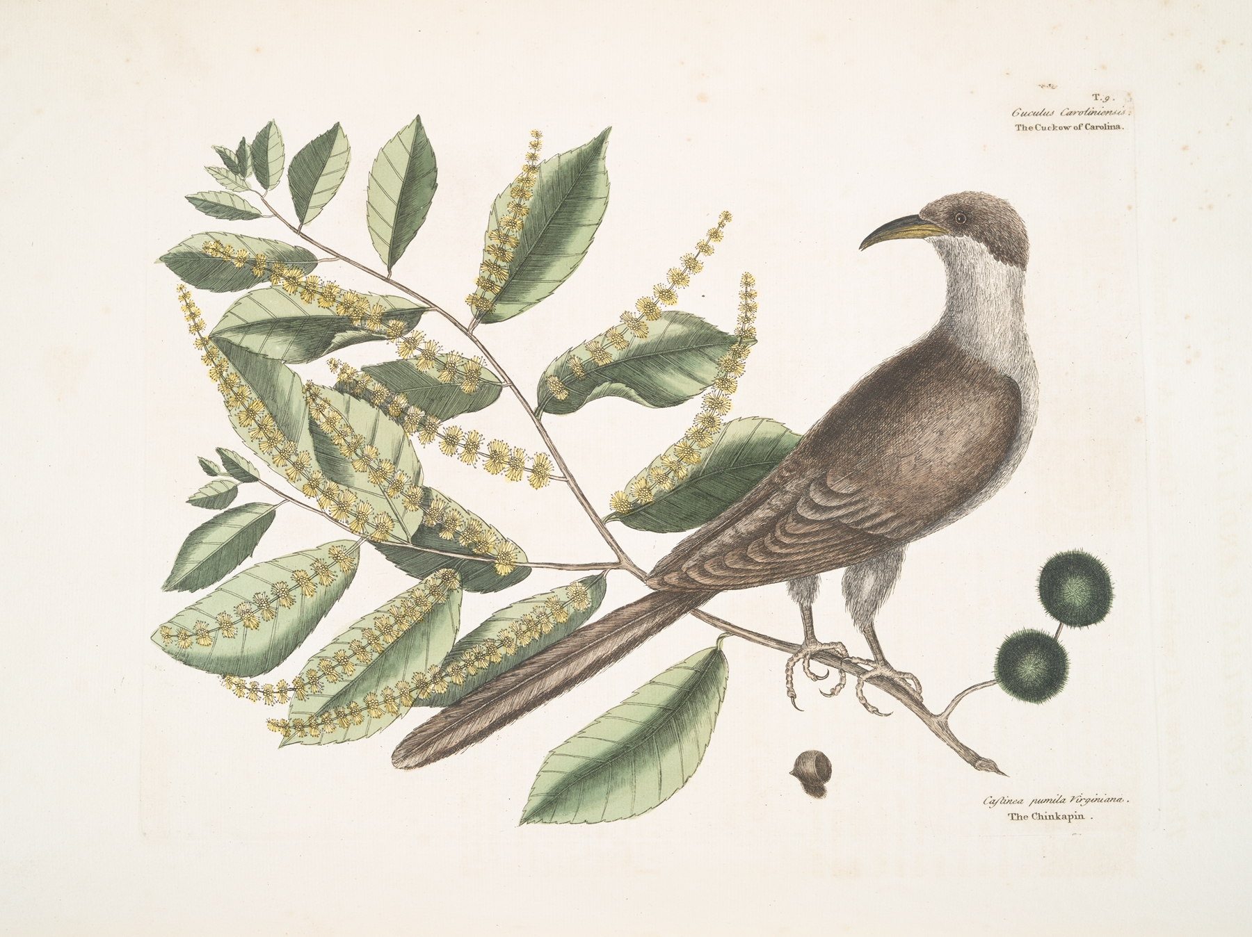 Cuculus Caroliniensis, The Cockow of Carolina; Castinea [Castanea] pumila Virginiana. by Mark Catesby