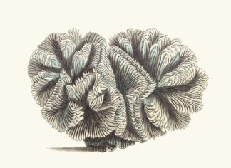 Curled Madrepore by George Shaw