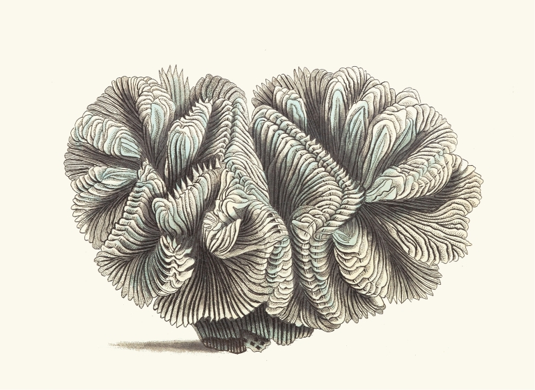 Curled Madrepore by George Shaw