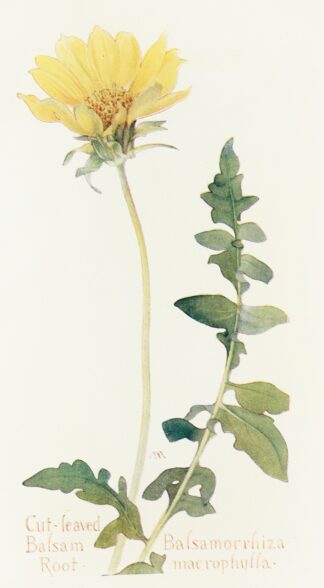 Cut-leaved Balsam-Root by Margaret Armstrong