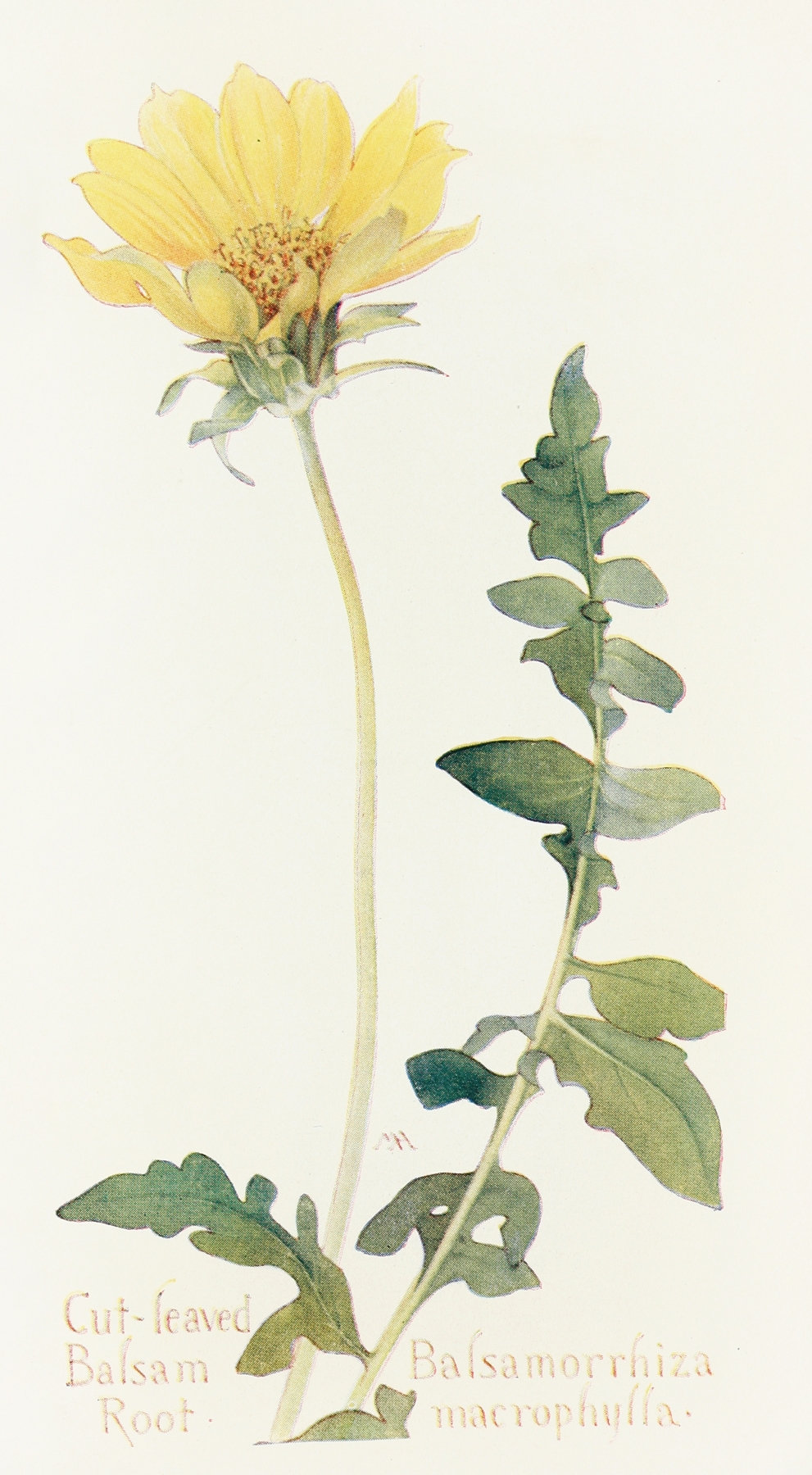Cut-leaved Balsam-Root by Margaret Armstrong