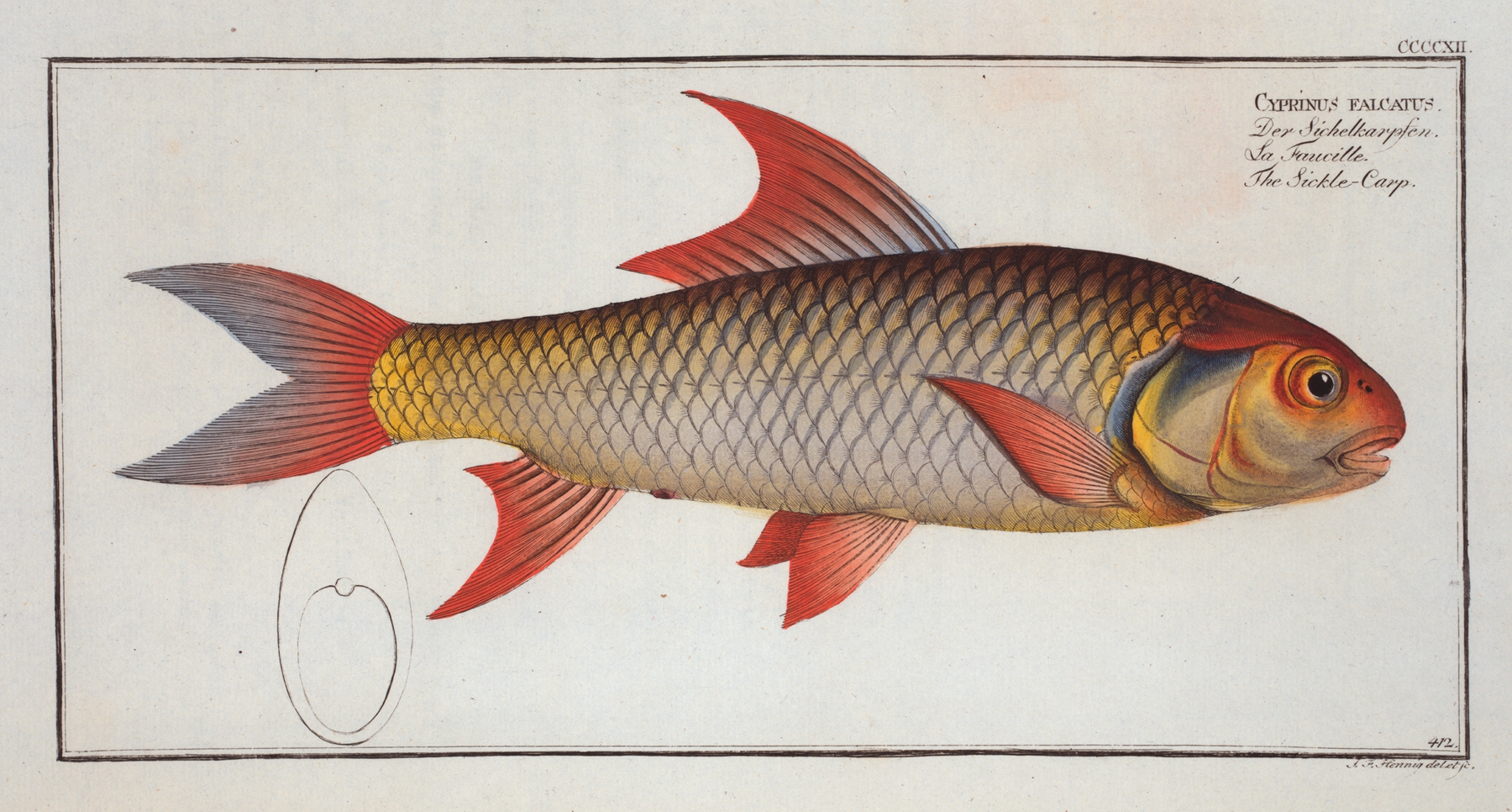 Cyprinus falcatus, The Sickle-Carp. by Marcus Elieser Bloch