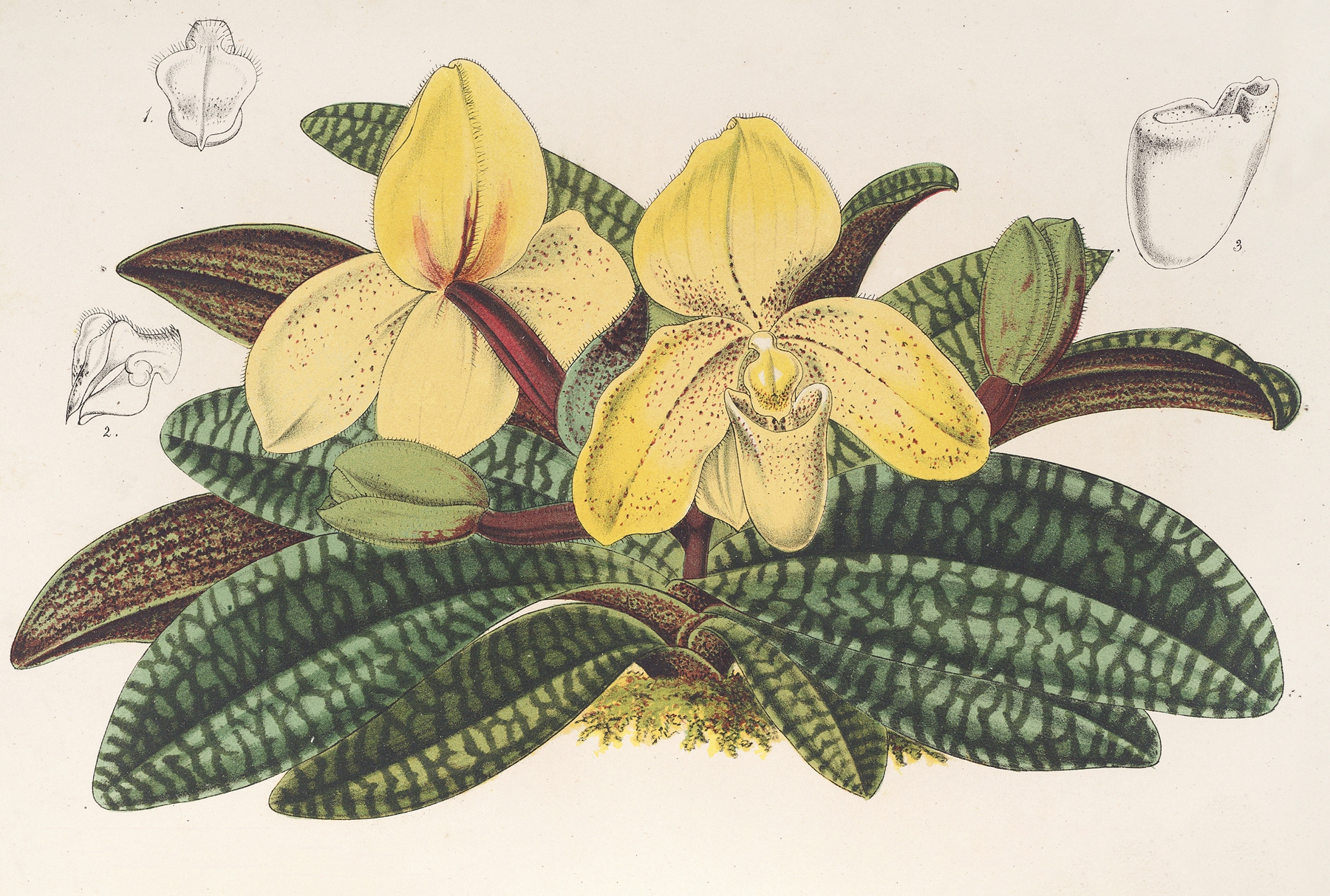 Cypripedium concolor by Charles Antoine Lemaire