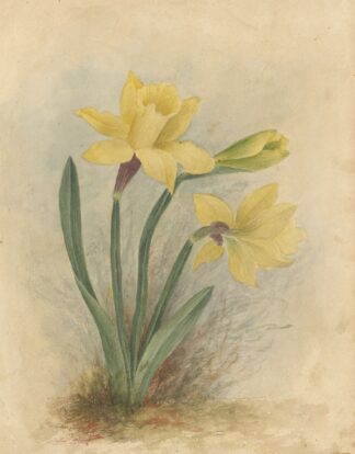 Deborah Griscom Passmore watercolor album Pl.64 by Deborah Griscom Passmore