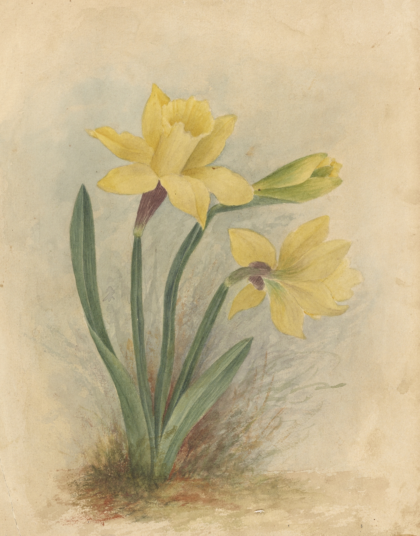 Deborah Griscom Passmore watercolor album Pl.64 by Deborah Griscom Passmore