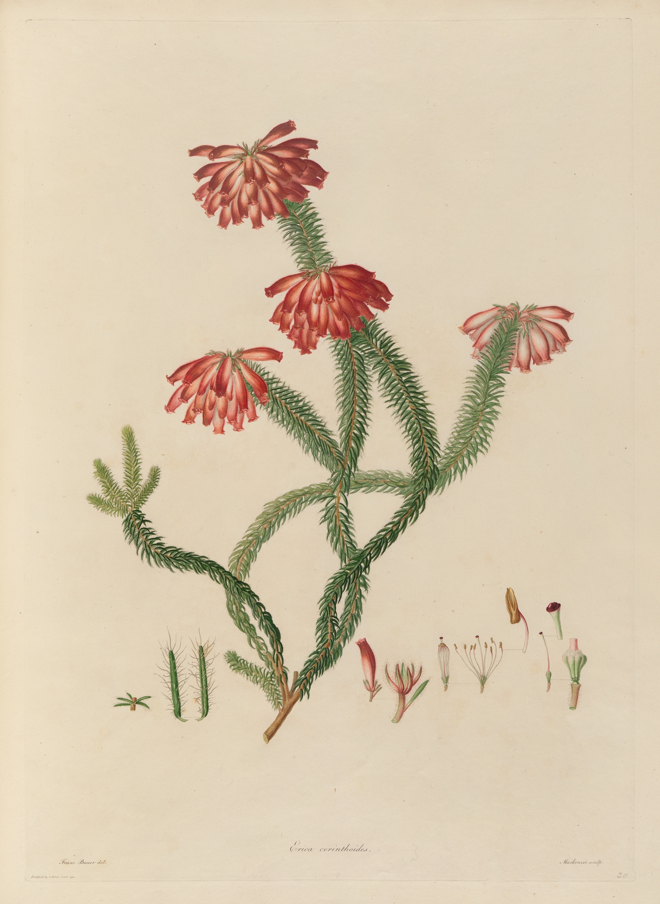 Delineations of exotick plants cultivated in the Royal gardens at Kew Pl.30 by Franz Andreas Bauer
