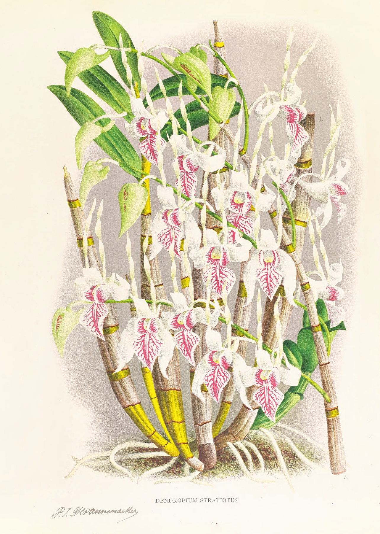 Dendrobium stratiotes by Jean Jules Linden