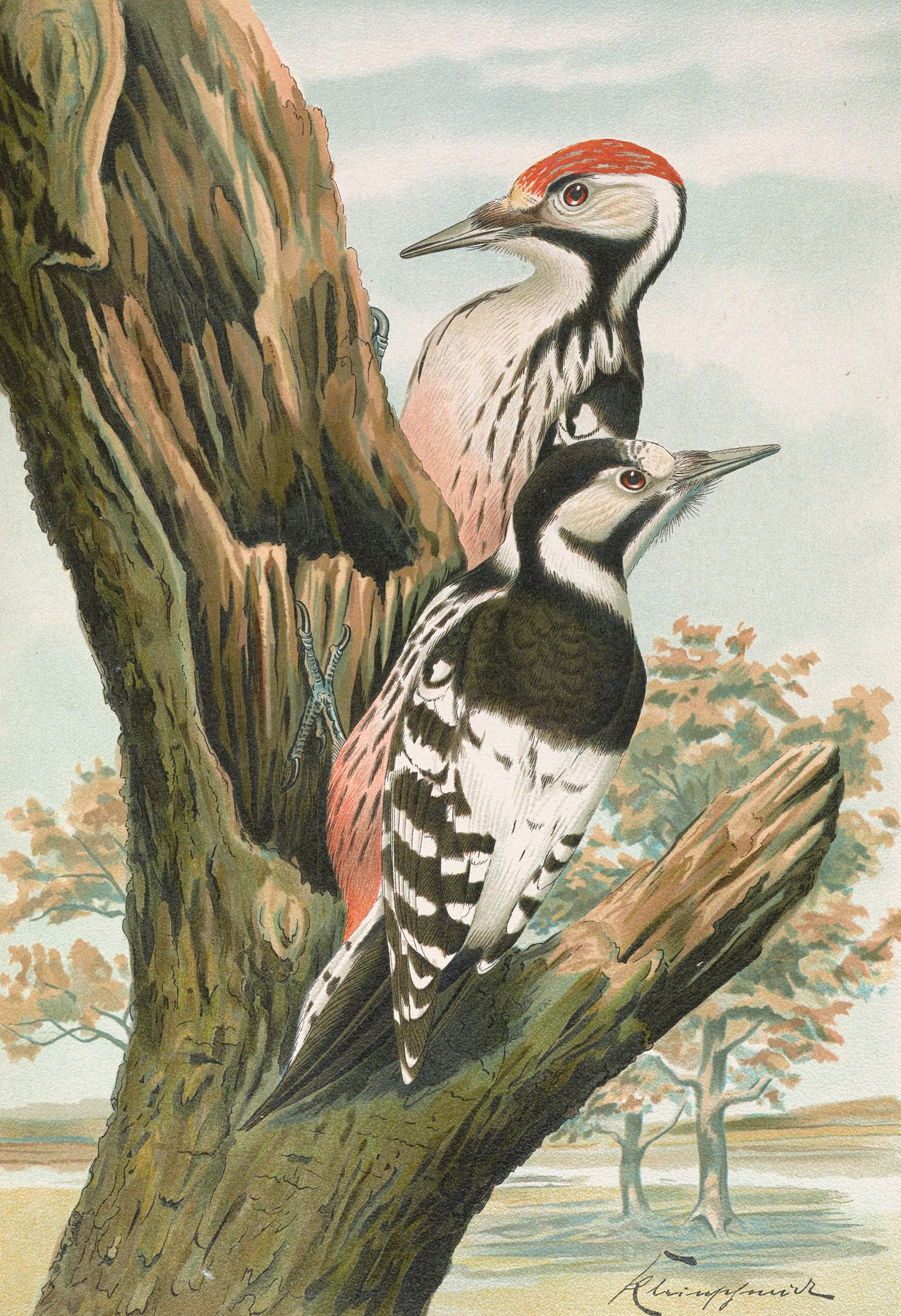Dendrocopus leuconotus by Johann Friedrich Naumann