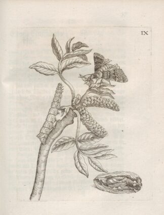 Der Raupen wunderbare Verwandelung und sonderbare Blumen-Nahrung Pl.060 by Maria Sibylla Merian