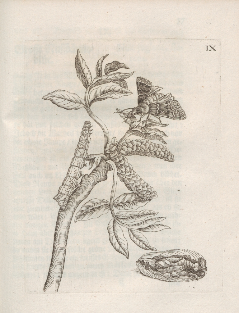 Der Raupen wunderbare Verwandelung und sonderbare Blumen-Nahrung Pl.060 by Maria Sibylla Merian