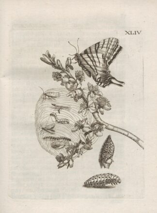 Der Raupen wunderbare Verwandelung und sonderbare Blumen-Nahrung Pl.095 by Maria Sibylla Merian