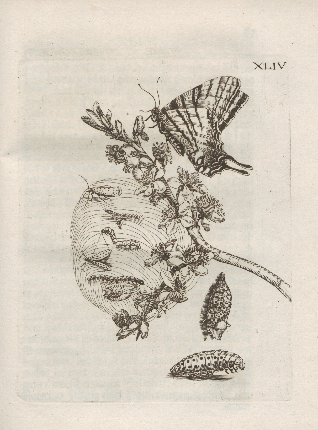Der Raupen wunderbare Verwandelung und sonderbare Blumen-Nahrung Pl.095 by Maria Sibylla Merian