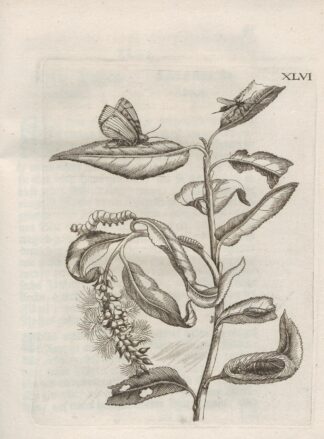 Der Raupen wunderbare Verwandelung und sonderbare Blumen-Nahrung Pl.097 by Maria Sibylla Merian
