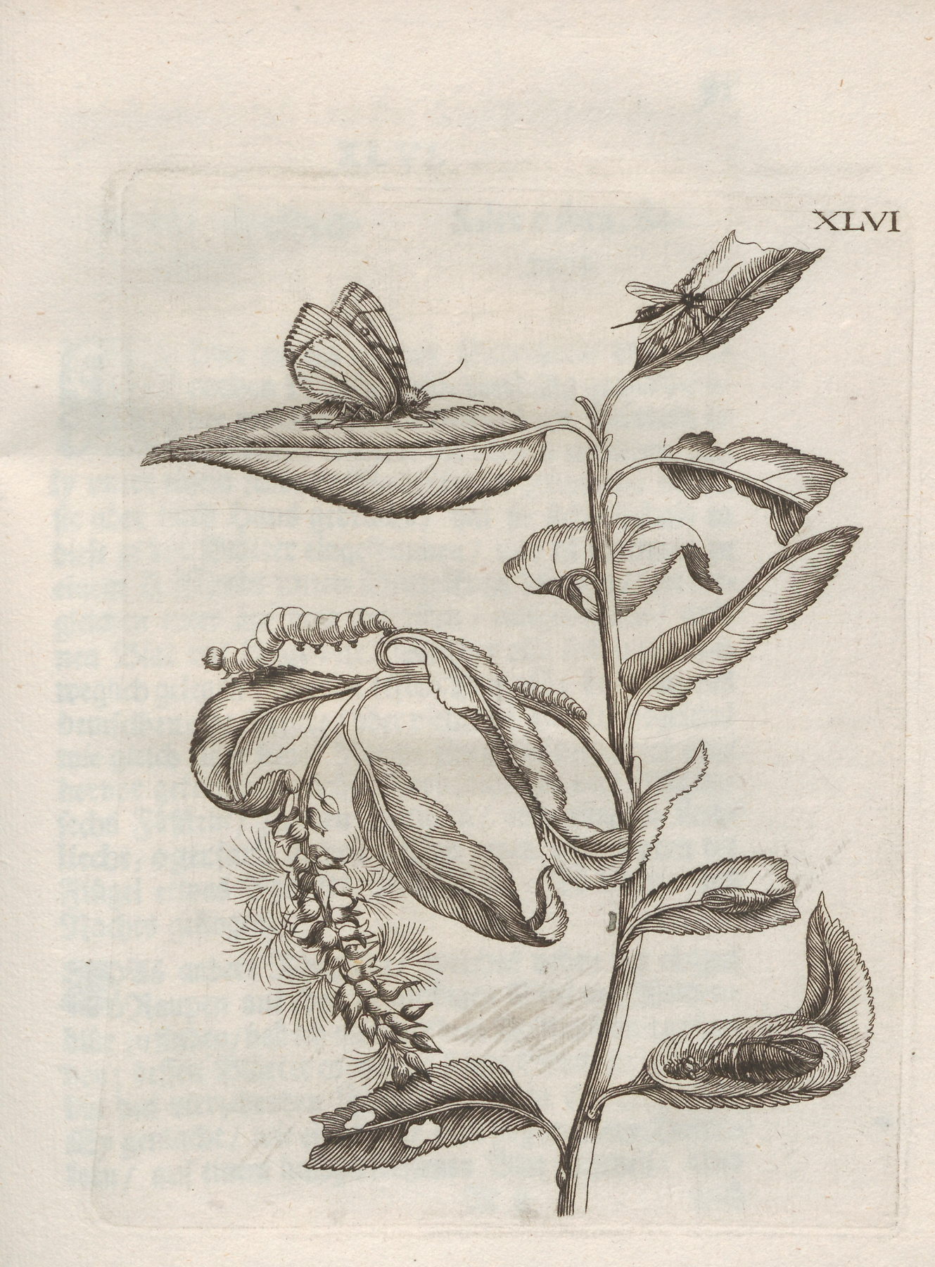 Der Raupen wunderbare Verwandelung und sonderbare Blumen-Nahrung Pl.097 by Maria Sibylla Merian