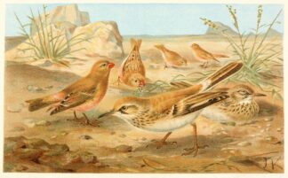 Desert Finch and Desert Lark by Anonymous