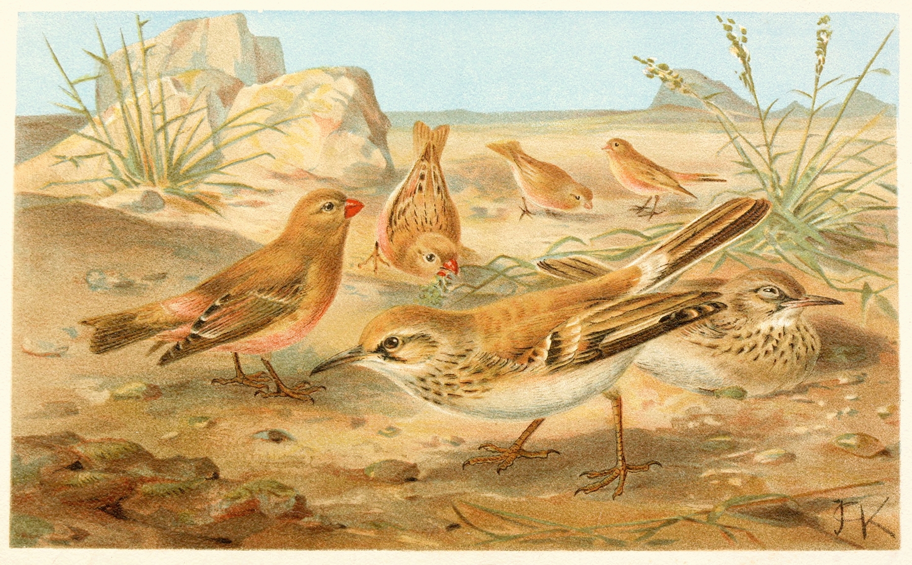 Desert Finch and Desert Lark by Anonymous