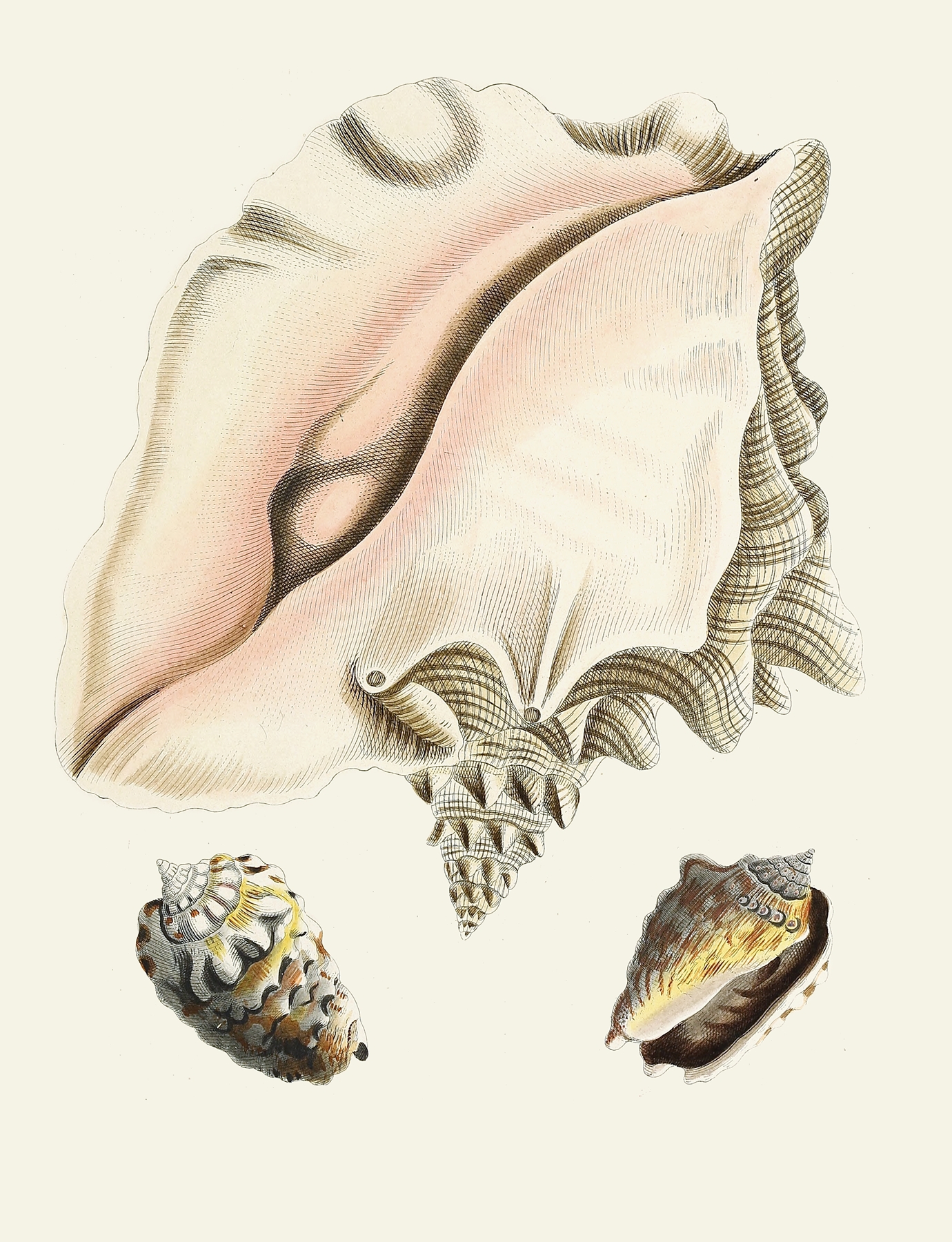 Die Flügelschnecken by Heinrich Carl Küster