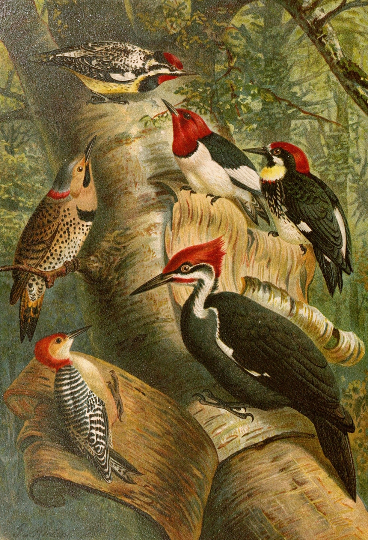 Die Nordamerikanische Vogelwelt pl01 by Gustav Mützel