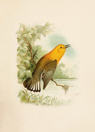 Die Nordamerikanische Vogelwelt pl11 by Robert Ridgway