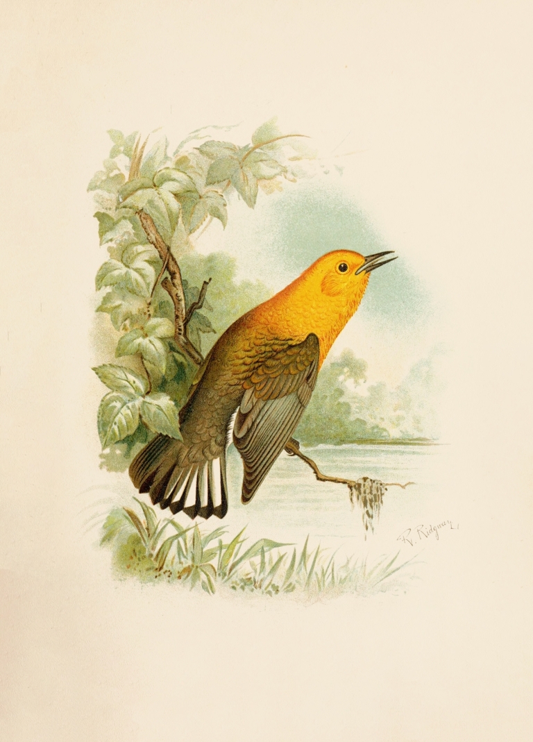 Die Nordamerikanische Vogelwelt pl11 by Robert Ridgway