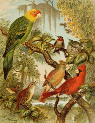 Die Nordamerikanische Vogelwelt pl27 by Christian Anton Goering