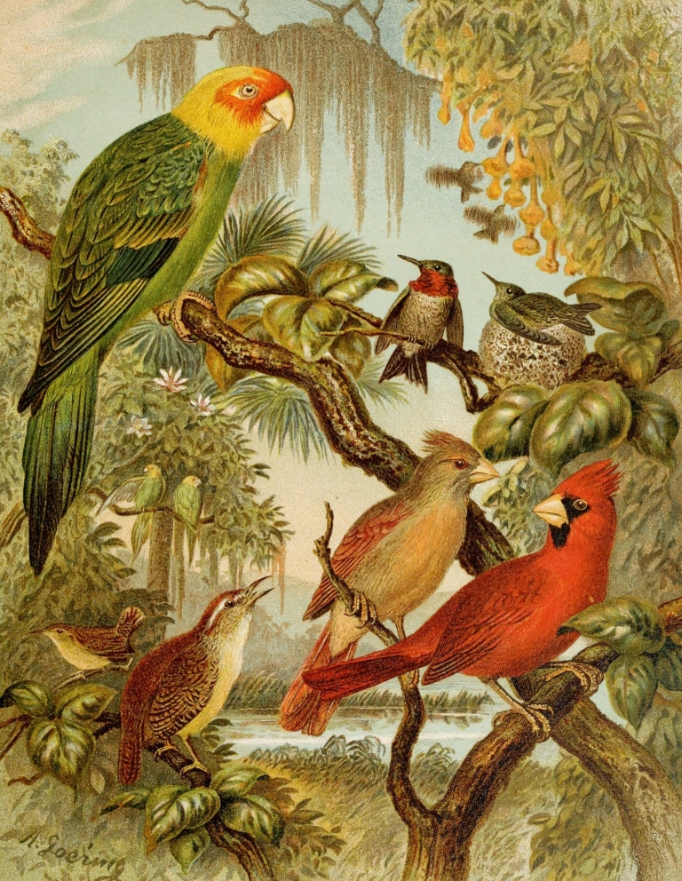 Die Nordamerikanische Vogelwelt pl27 by Christian Anton Goering