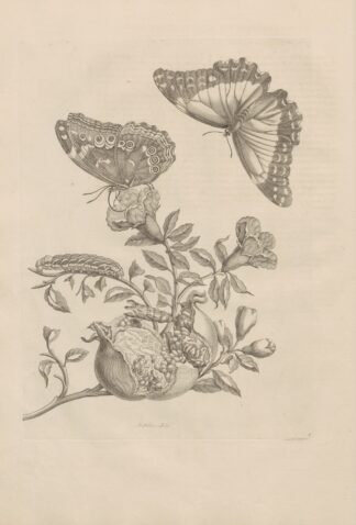 Dissertatio de generatione et metamorphosibus insectorum surinamensium Pl.09 by Maria Sibylla Merian
