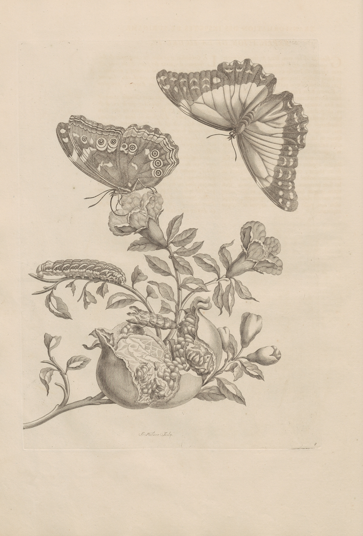 Dissertatio de generatione et metamorphosibus insectorum surinamensium Pl.09 by Maria Sibylla Merian