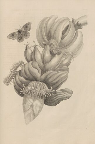 Dissertatio de generatione et metamorphosibus insectorum surinamensium Pl.12 by Maria Sibylla Merian