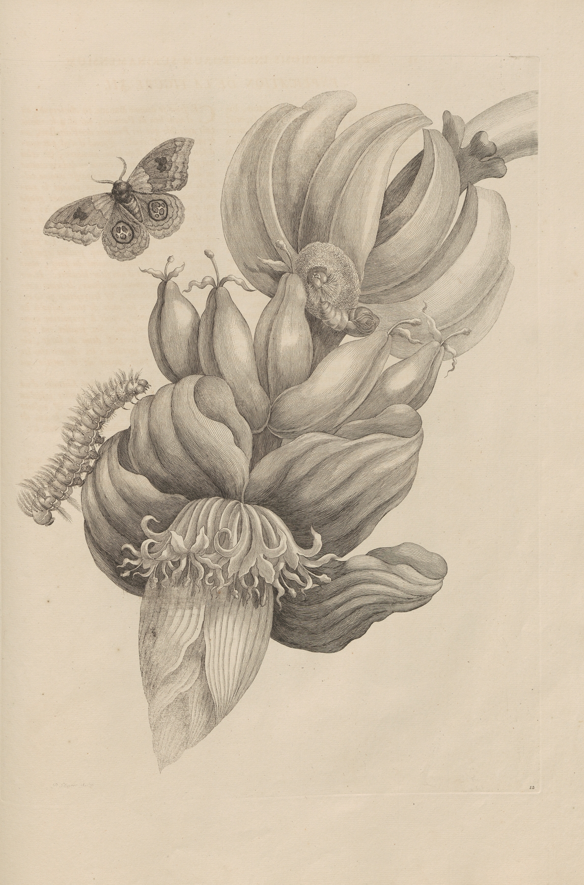 Dissertatio de generatione et metamorphosibus insectorum surinamensium Pl.12 by Maria Sibylla Merian