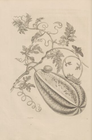 Dissertatio de generatione et metamorphosibus insectorum surinamensium Pl.15 by Maria Sibylla Merian
